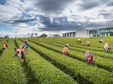 Zealong Tea Estate